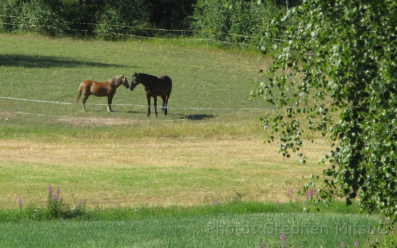 Bennas2010-4296.jpg - Horses in open meadows enjoying a warm sunny day.